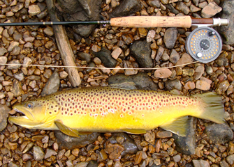 Trout and Fishing Rod